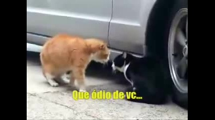 Котки, Gatos Discutindo (legendado) 