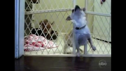 Кученце направи успешно бягство от затвора 