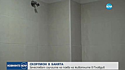 Скорпиони се промъкват в домовете на пловдивчани