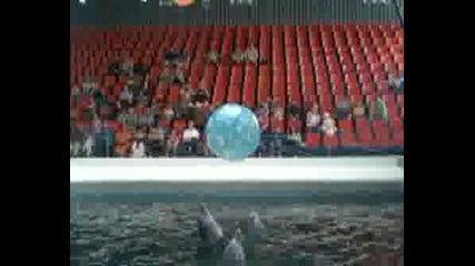 Delfinarium