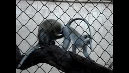 Две Маймуни В Зоопарка