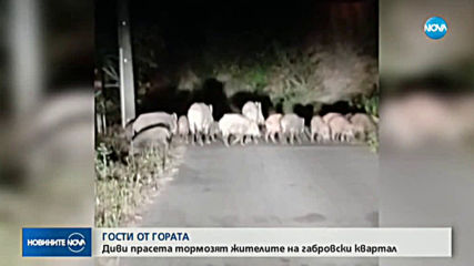 Диви прасета нападнаха квартал в Габрово
