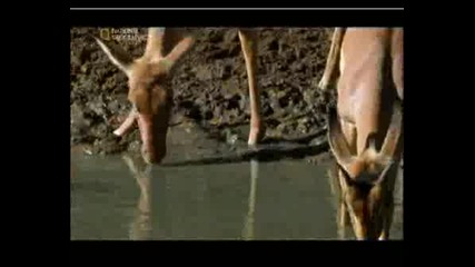 National Geographic - Най - Смъртоносните Животни - Африкански Питон 