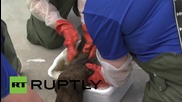 Почистване на морски лъв след инцидента с нефтения разлив в Санта Барбара
