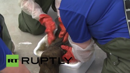 Почистване на морски лъв след инцидента с нефтения разлив в Санта Барбара