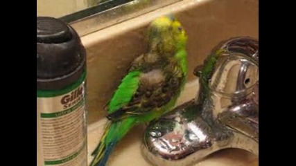 Bird Bath