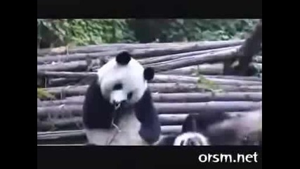 Смешна Кихаща Панда!!!