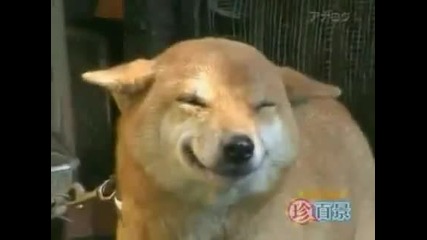 Куче се усмихва всеки път като види стопанина си!