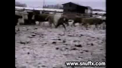 Пързаляне За Опашката На Крава