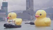 НЕОБИЧАЙНО: Две гигантски гумени патета плуват в хонконгското пристанище