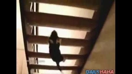 Funny Cats & Dogs compilation