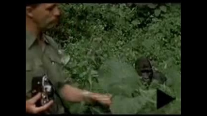 Мъж дори и за миг не трепна пред раздразнената горила!