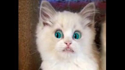 Rossinis Cats Duet (animation) 