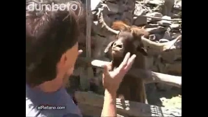 !смях!!спор между човек и дива коза +?+ 