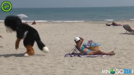 Смях! Лошо Куче На Плажа