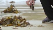 Творец превръща боклуци, открити на плажа, в изкуство (ВИДЕО)