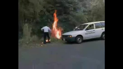 Pissing on Forest Fire
