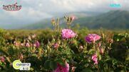 Розопроизводители започват кампанията на загуба