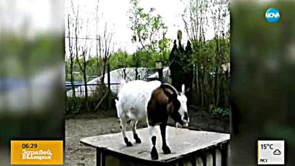 Гимнастика за кози