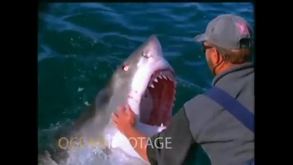 Страховити кадри , мъж гали с ръка по муцуната голяма бяла акула !
