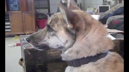 Ultimate Dog 2