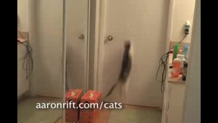Котки срещу Лазер (смях)