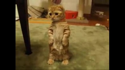 Поредното сладко котее :)