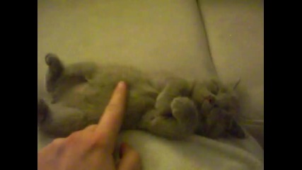 Cute dreaming kitty
