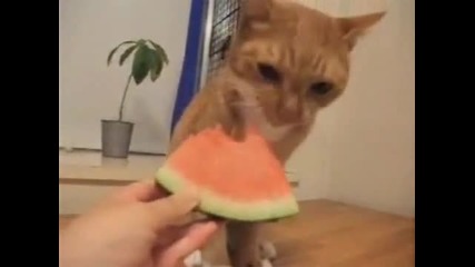 котка яде диня 