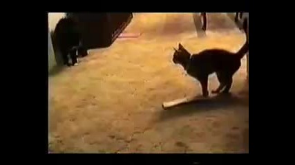 говореща котка