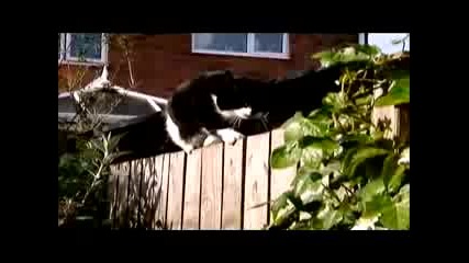 Cats 101 - Gone Wild