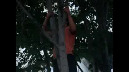 Васкат адруса едно Дарво :Д