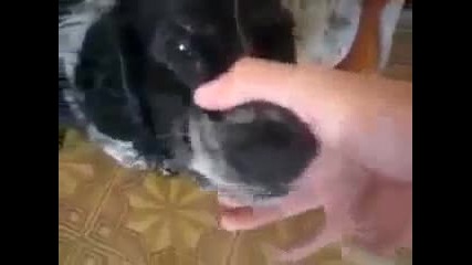 Куче Beat Box видео Изхождайки