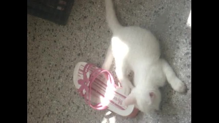 Най - сладкото и диво котенце
