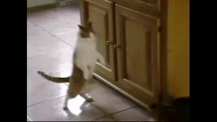Angry cat attack