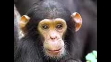 Сладко маймунче пее : D 