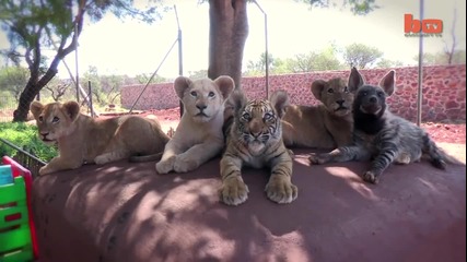 Бебета лъвове тигър и хиена