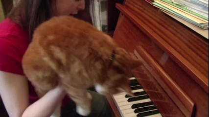 Супер много Смях Котка изнася урок по пиано 