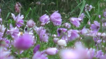 Giovanni Marradi -field of Dreams