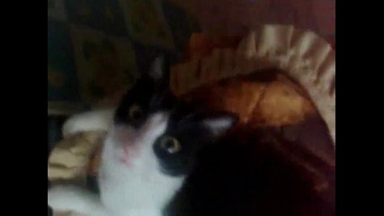 котката ми + буболечка кючек 