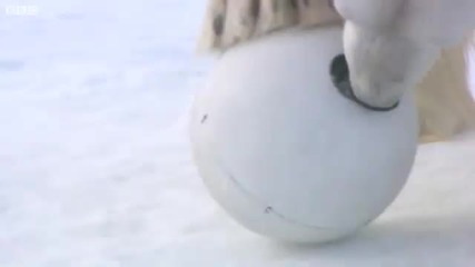 Полярна Мечка Си Играе Скрита Камера