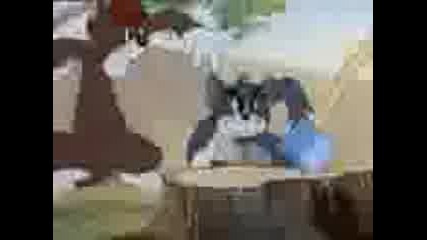 Tom and Jerry :d