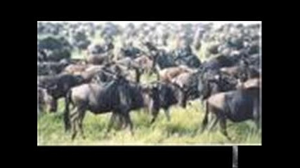 Chill Out Music (africa)