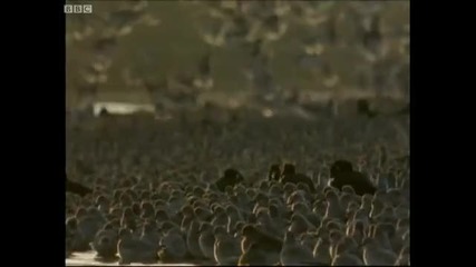 Winter migration - Winters Tale - Bbc 