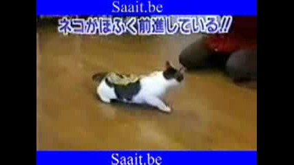 Японци се гаврят с котка 