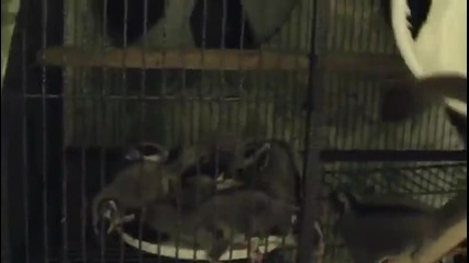 Душички сладки