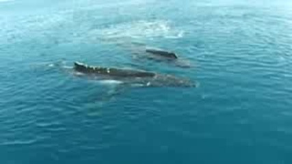 Песента на китовете 