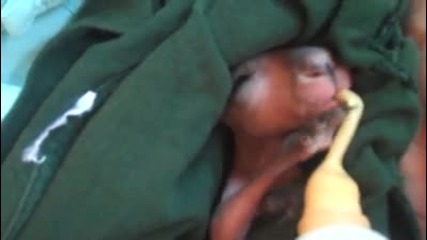Новородено кенгуру