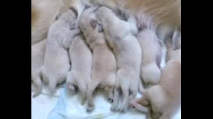 Голди С Бебетата