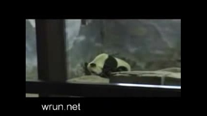 Panda - Prison Break